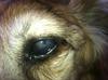 eye closeup3