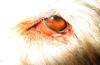 left eye, close up