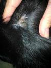 example of scabbing under fur