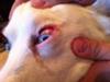 injured eye