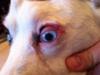 injured eye