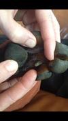 Growth Between Dog's Paw Pads