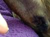 Dog Anus 3