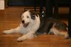 My dog May 2012