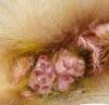 Dog anus growths - 2nd photo