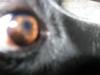 Dog Eye Pannus #2