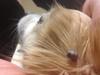 Lump on Dog's Ear - Photo 2