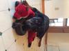Lola is a very sweet and fun loving girl