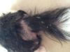Tail
