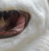 mouth right side