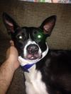 Redness above dog's lip - Photo 1 of 2