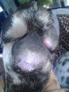 Back of Hind Leg Paw Pad