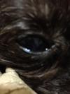 Left eye - normal