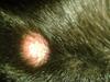 Wart-Like Pink Lump on Dog's Leg - Photo 2