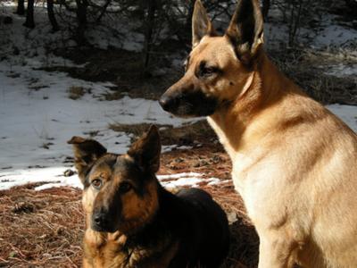 jasper (female) left, wally (male) right