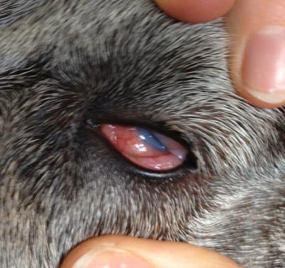 what happens when a dog scratches his eye