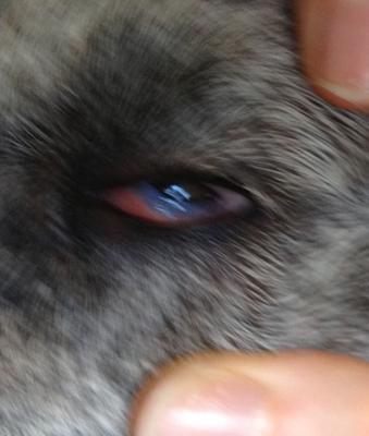 Unknown Chronic Painful Dog Eye Condition along with Eye Scratch