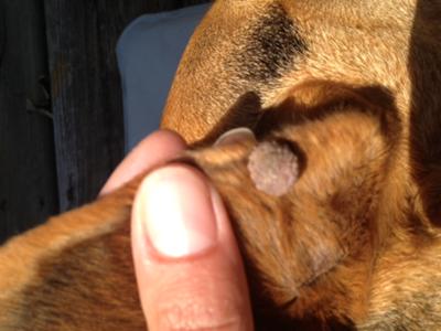 Wart on outside of ear