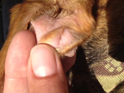 Inside of ear, Underside of wart