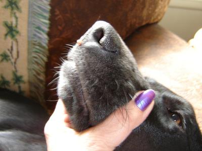 Wart or Growth on Puppy's Nose - Organic Pet Digest