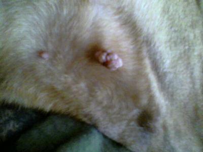 dog warts