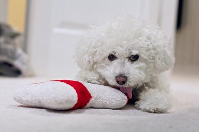 white stuff in dog's eye